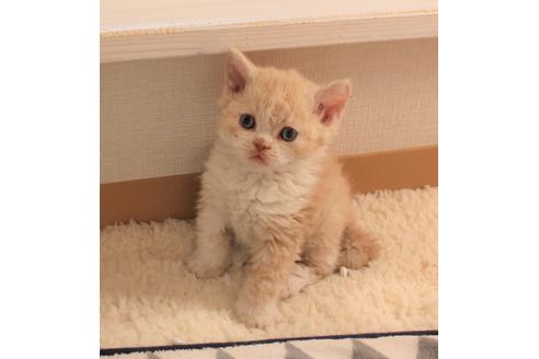 成約済の大阪府のセルカークレックス-7255